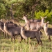<h2>The Best of South Africa 2017</h2>14 Nights, 4 on Safari | 5 Rounds | Wine Tours & Sightseeing | November 3 – 17