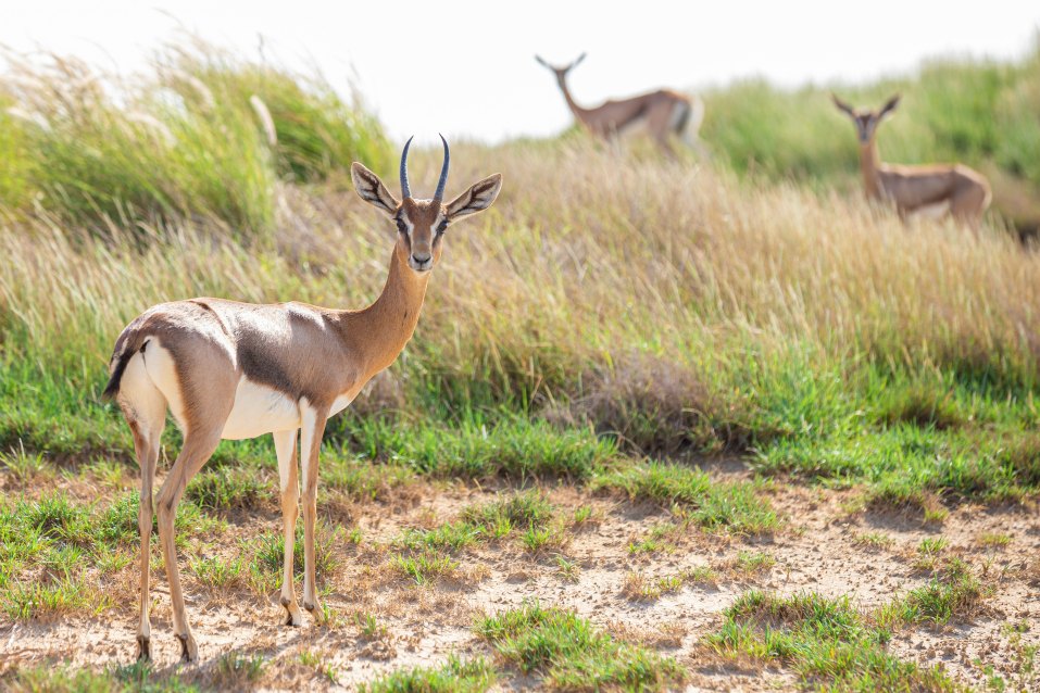 <h2>2022 Arabian Gulf Golf Cruise</h2>11 Nights | 5 Rounds | Dubai to Dubai | November 15 – 26