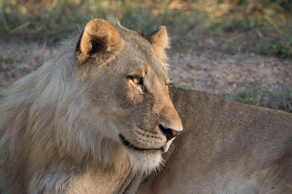 <h2>The Best of South Africa 2017</h2>14 Nights, 4 on Safari | 5 Rounds | Wine Tours & Sightseeing | November 3 – 17