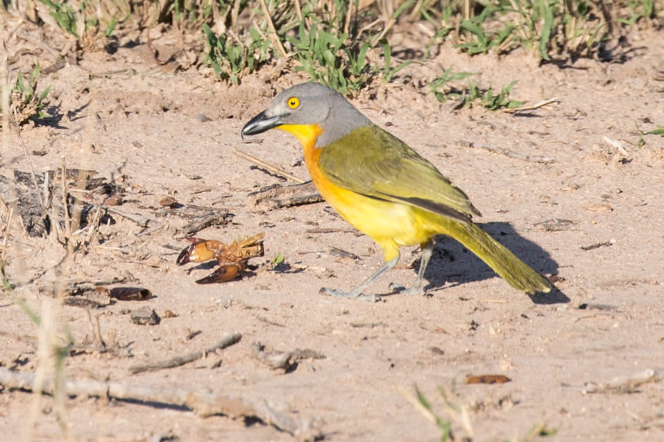 <h2>The Best of South Africa Escorted 2018</h2>Golf, Kruger Safari, Cape Town, the Winelands & Garden Route